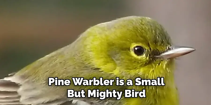 Pine Warbler is a Small But Mighty Bird