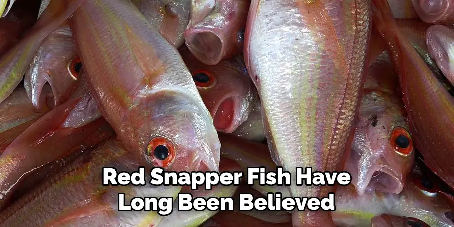 Red Snapper Fish Have Long Been Believed