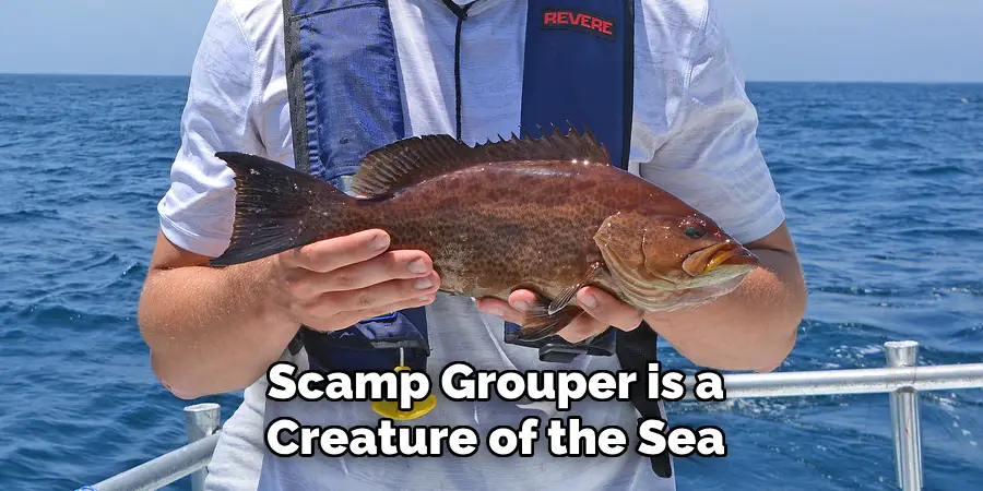 Scamp Grouper is a Creature of the Sea