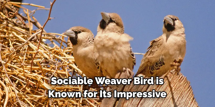 Sociable Weaver Bird is Known for Its Impressive
