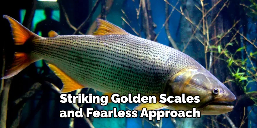 Striking Golden Scales and Fearless Approach
