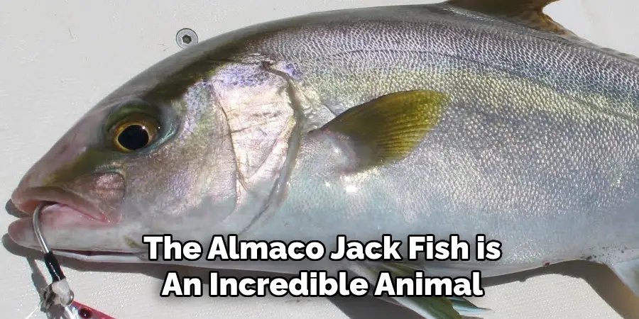 The Almaco Jack Fish is An Incredible Animal