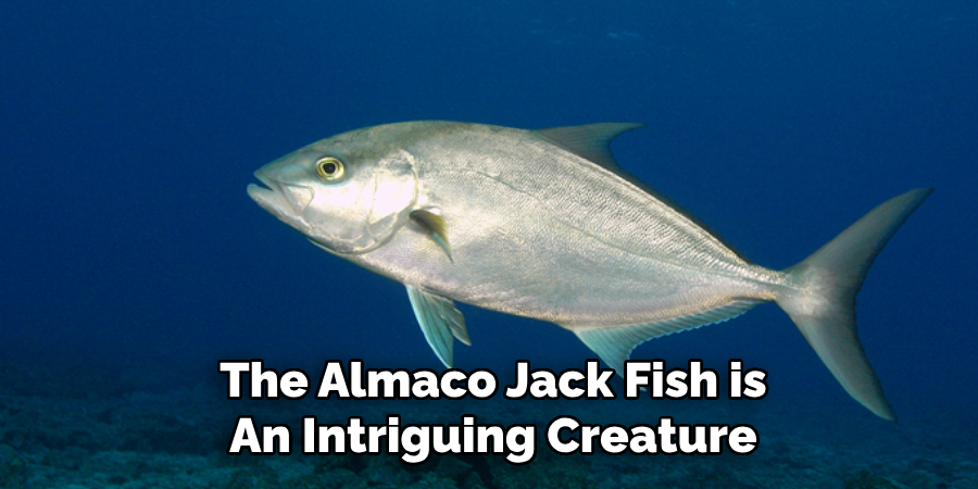 The Almaco Jack Fish is An Intriguing Creature