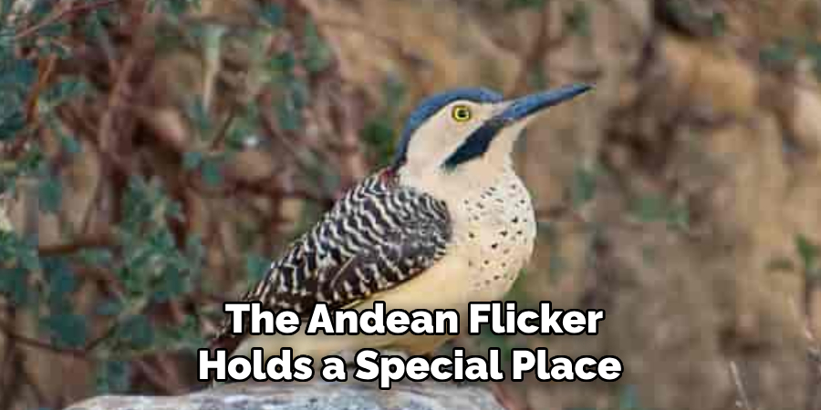 The Andean Flicker Holds a Special Place