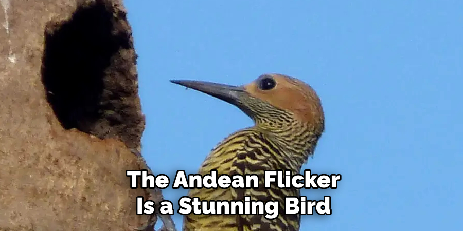 The Andean Flicker Is a Stunning Bird