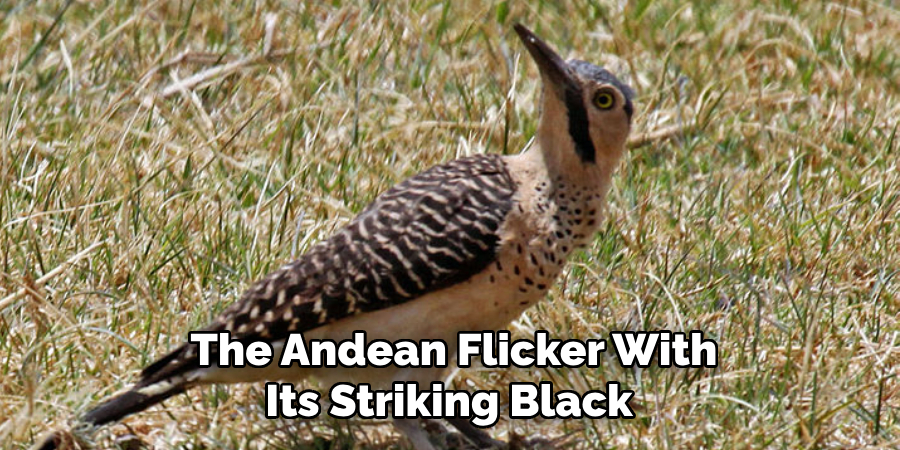 The Andean Flicker With Its Striking Black