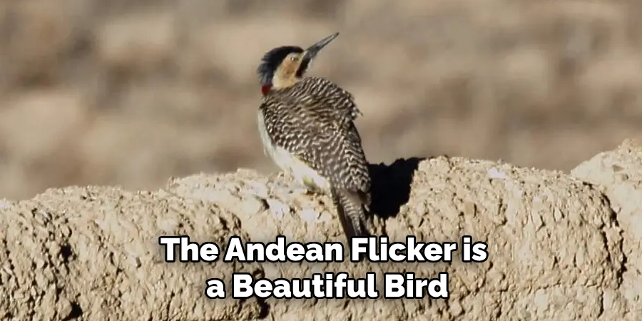 The Andean Flicker is a Beautiful Bird