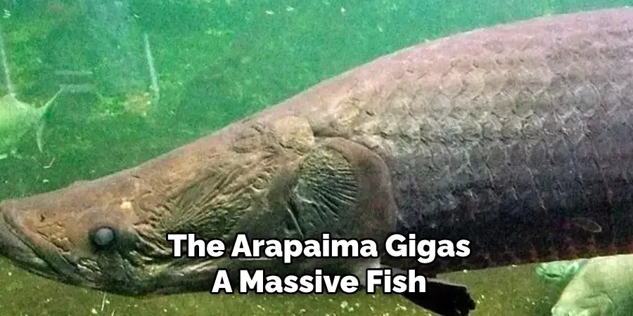 The Arapaima Gigas A Massive Fish
