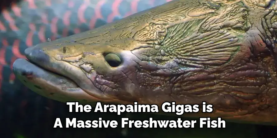 The Arapaima Gigas is A Massive Freshwater Fish