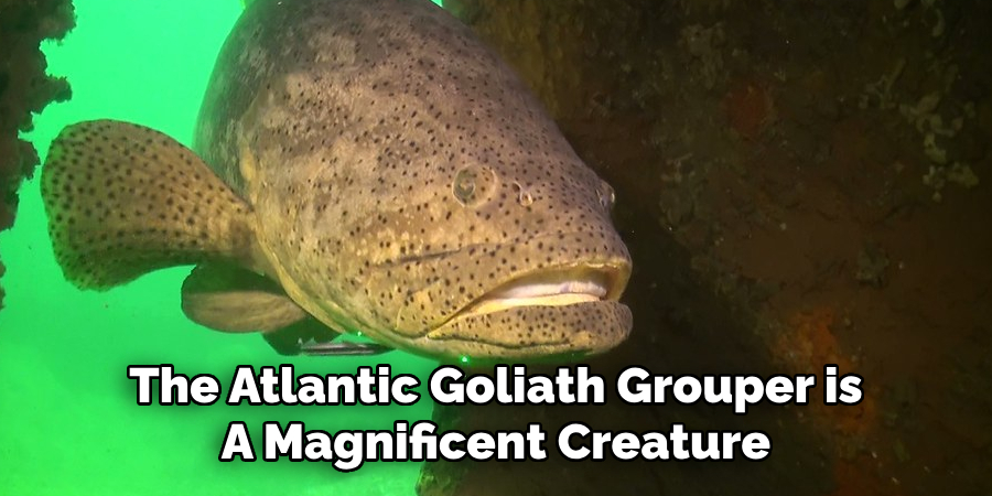 The Atlantic Goliath Grouper is A Magnificent Creature