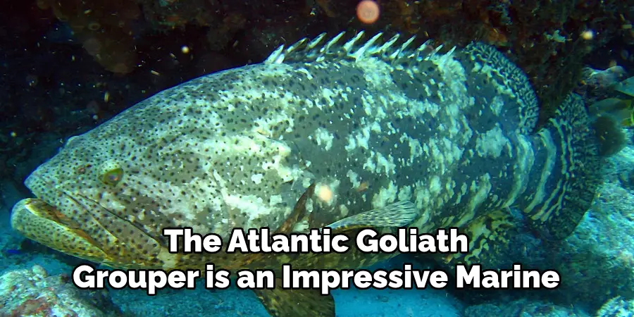 The Atlantic Goliath Grouper is an Impressive Marine