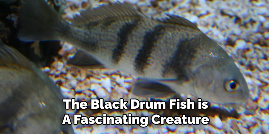 The Black Drum Fish is A Fascinating Creature