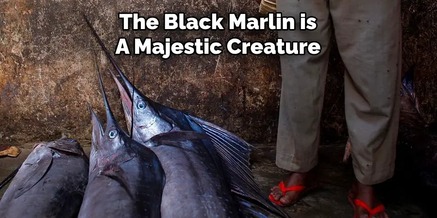 The Black Marlin is A Majestic Creature