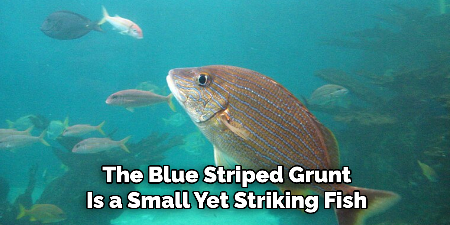The Blue Striped Grunt Is a Small Yet Striking Fish