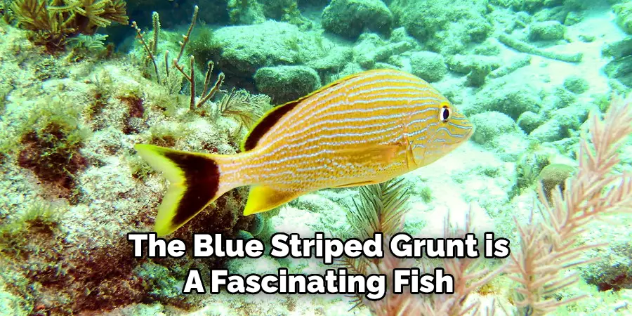 The Blue Striped Grunt is A Fascinating Fish