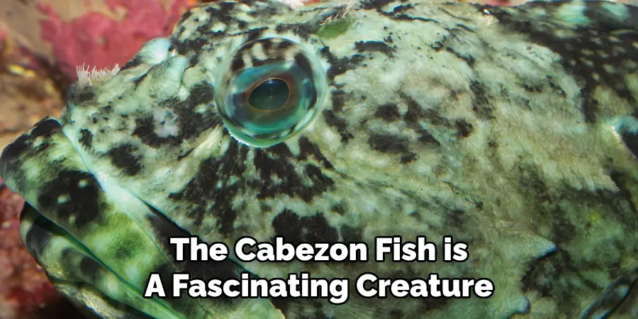 The Cabezon Fish is A Fascinating Creature
