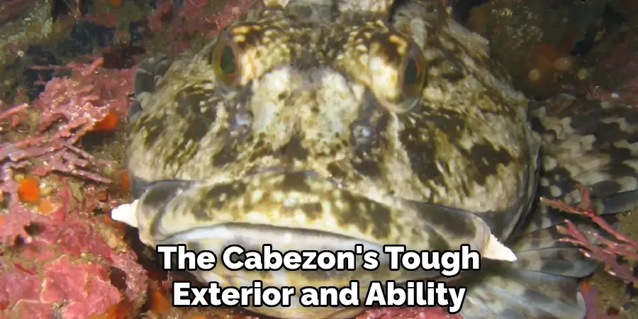 The Cabezon's Tough Exterior and Ability