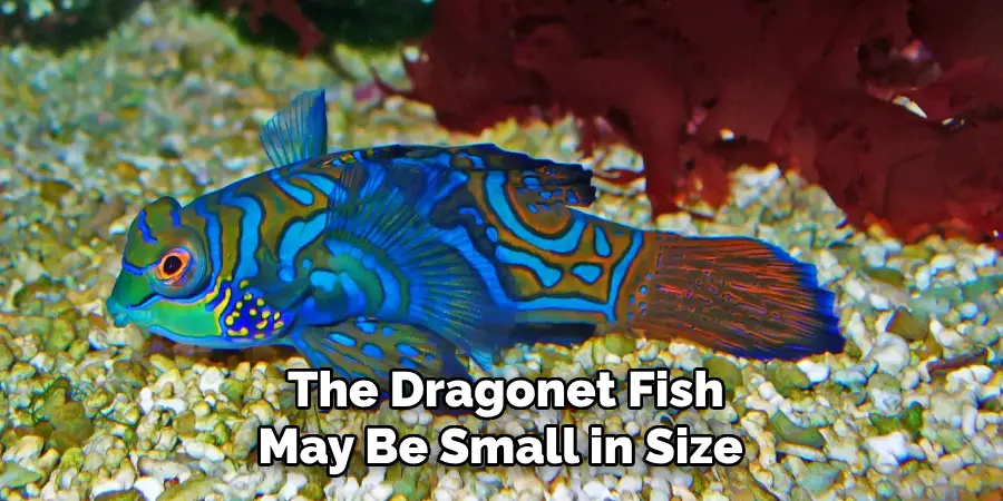 The Dragonet Fish May Be Small in Size