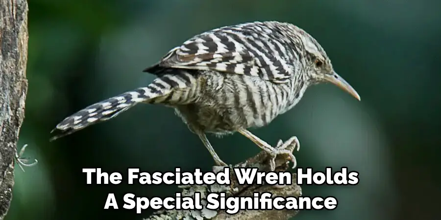 The Fasciated Wren Holds A Special Significance