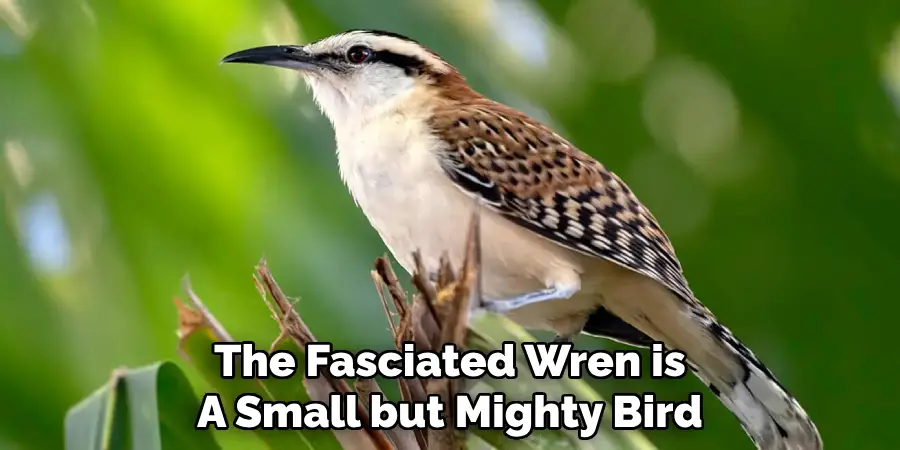 The Fasciated Wren is a Small but Mighty Bird