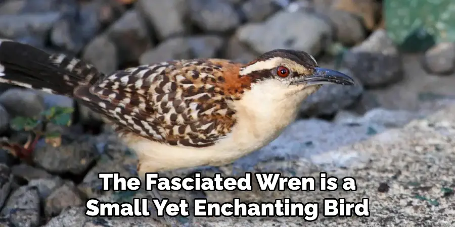 The Fasciated Wren is a Small Yet Enchanting Bird