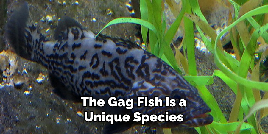 The Gag Fish is a Unique Species