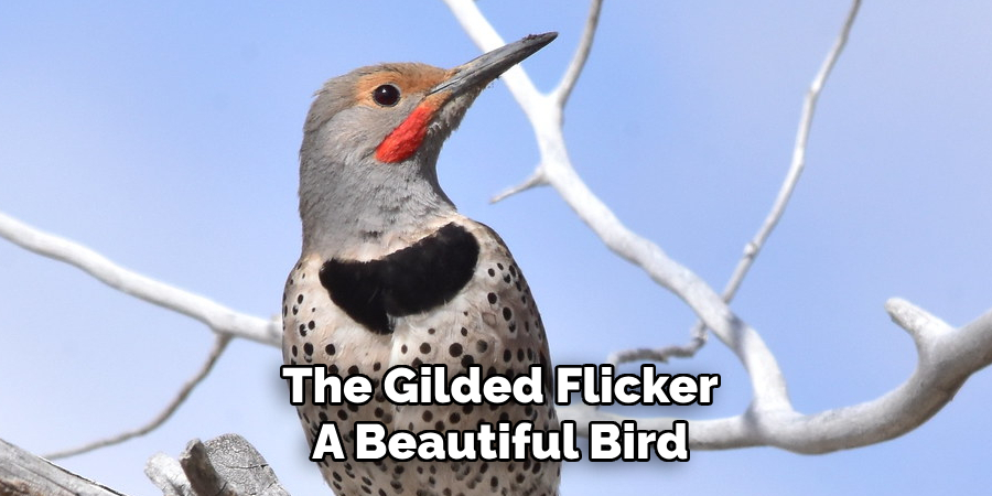 The Gilded Flicker A Beautiful Bird