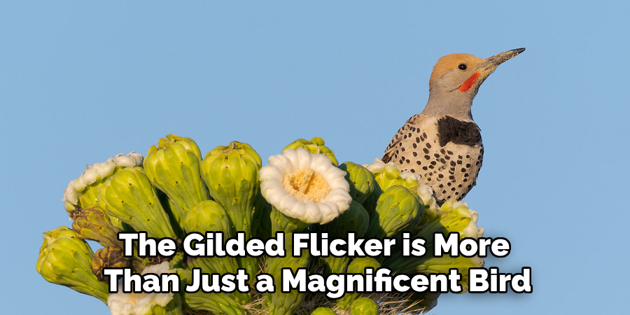 The Gilded Flicker is More Than Just a Magnificent Bird