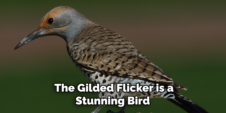 The Gilded Flicker is a Stunning Bird