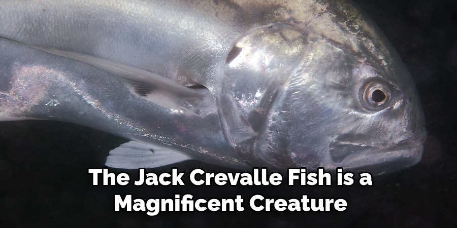The Jack Crevalle Fish is a Magnificent Creature