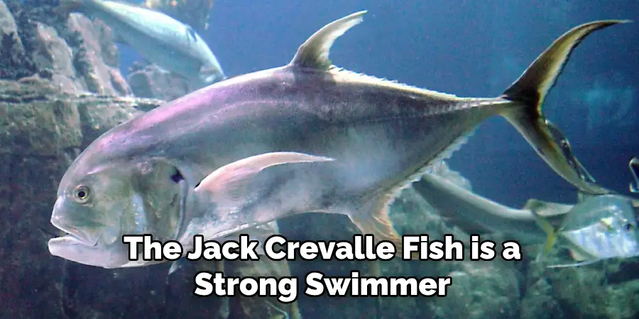 The Jack Crevalle Fish is a Strong Swimmer