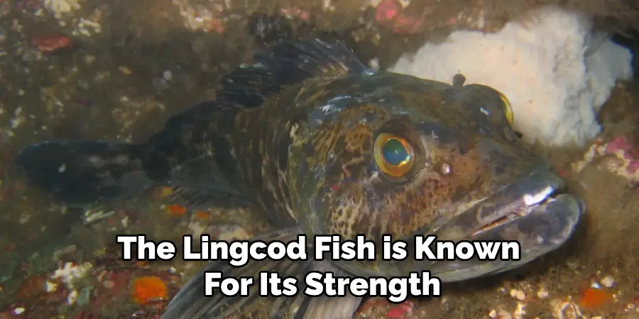The Lingcod Fish is Known For Its Strength