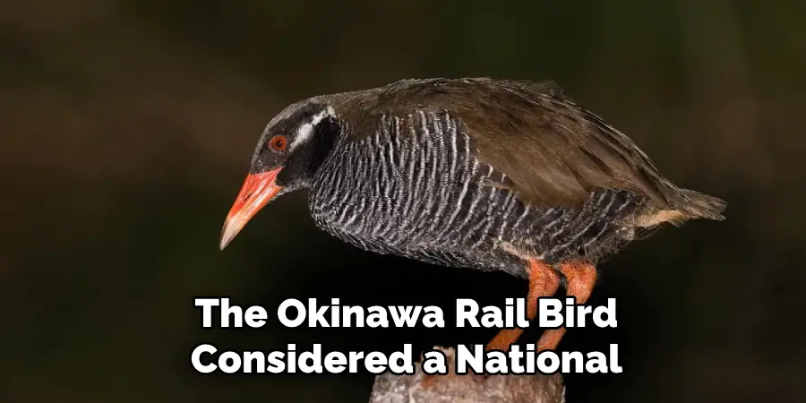 The Okinawa Rail Bird Considered a National