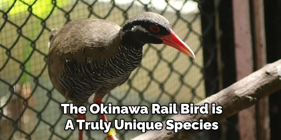 The Okinawa Rail Bird is A Truly Unique Species