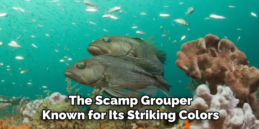 The Scamp Grouper Known for Its Striking Colors