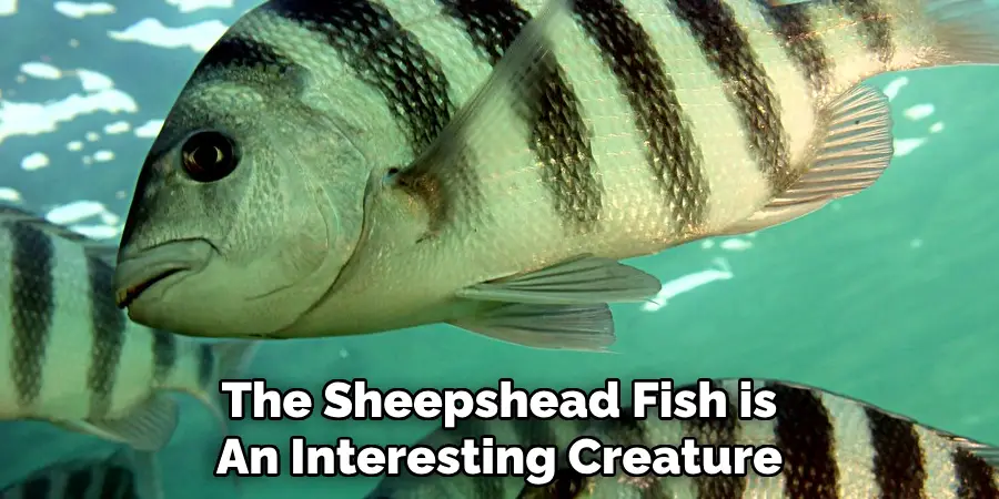 The Sheepshead Fish is An Interesting Creature