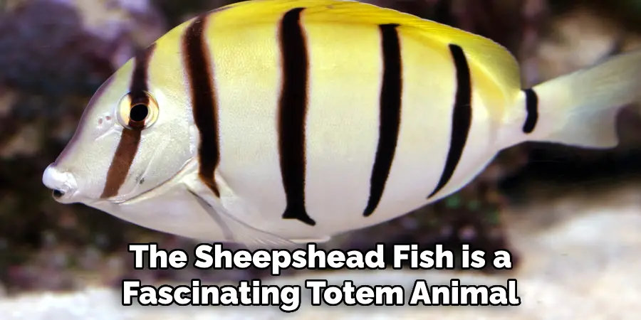 The Sheepshead Fish is a Fascinating Totem Animal