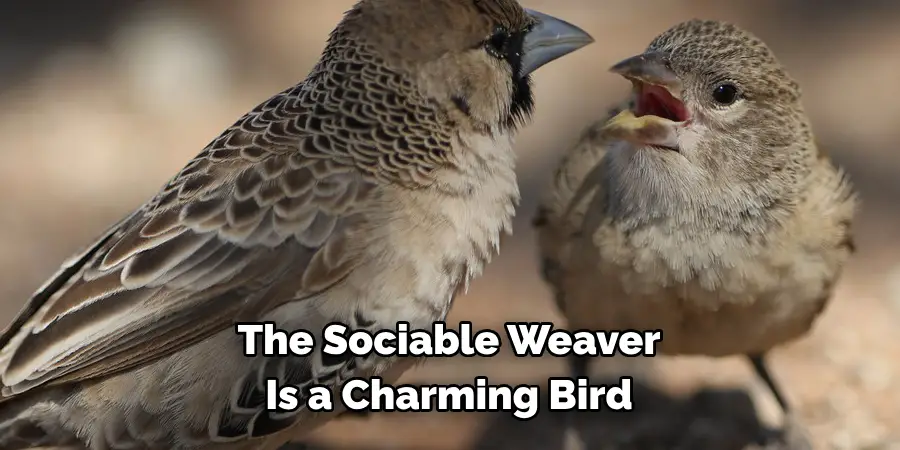 The Sociable Weaver Is a Charming Bird