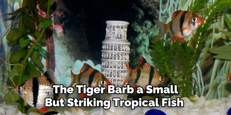 The Tiger Barb a Small 
But Striking Tropical Fish 