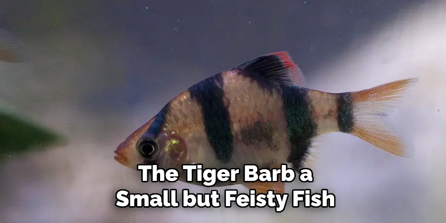 The Tiger Barb a 
Small but Feisty Fish