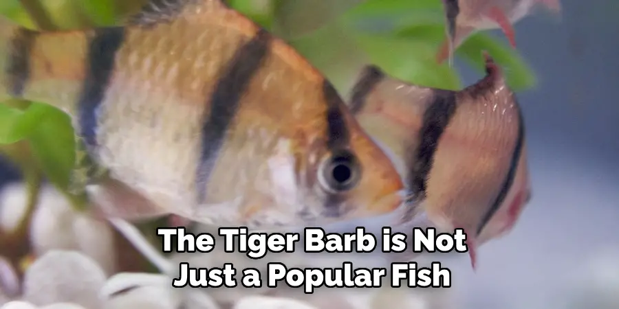 The Tiger Barb is Not 
Just a Popular Fish