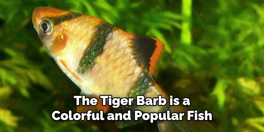 The Tiger Barb is a 
Colorful and Popular Fish