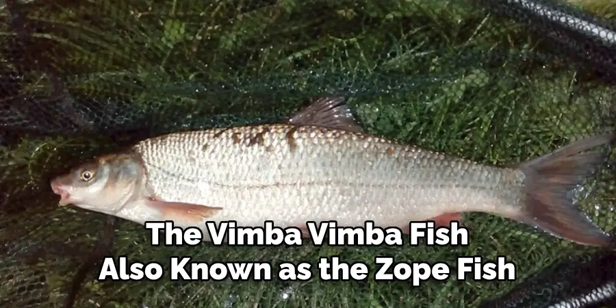 The Vimba Vimba Fish Also Known as the Zope Fish