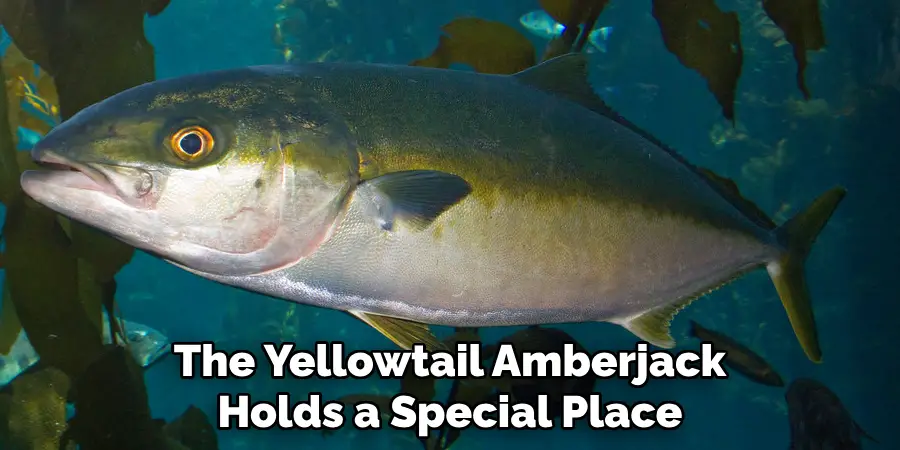 The Yellowtail Amberjack Holds a Special Place