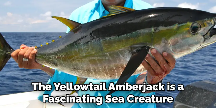 The Yellowtail Amberjack is a Fascinating Sea Creature