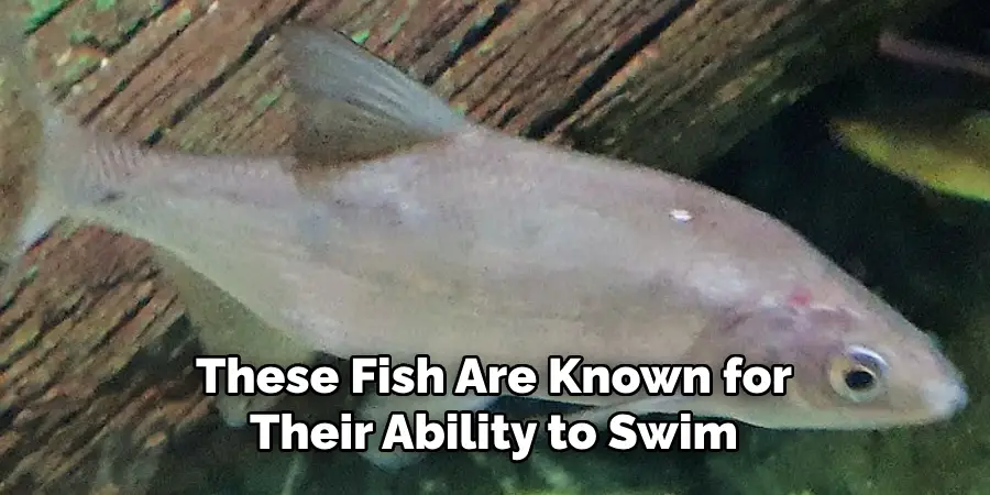 These Fish Are Known for Their Ability to Swim