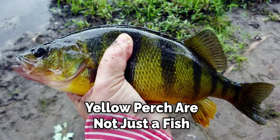 Yellow Perch Are Not Just a Fish