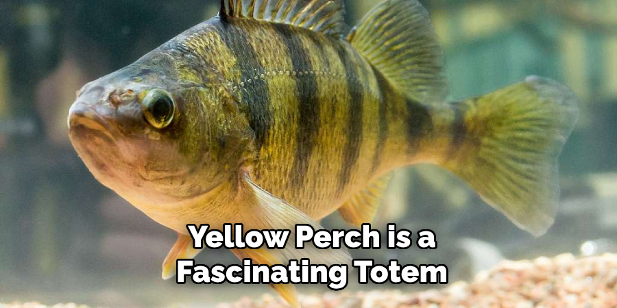 Yellow Perch is a Fascinating Totem