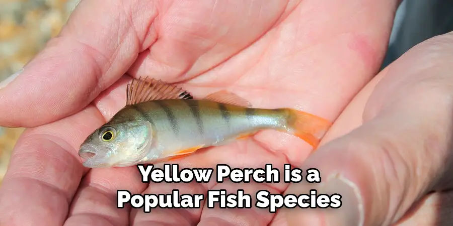 Yellow Perch is a Popular Fish Species