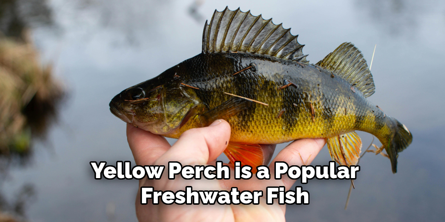 Yellow Perch is a Popular Freshwater Fish